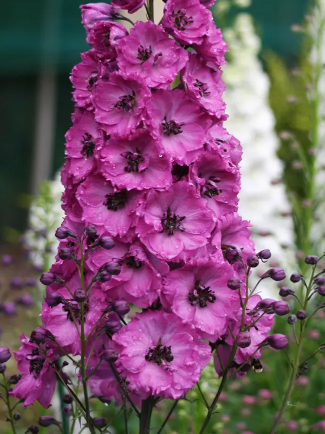 Delphinium  - Pink Punch -#1
