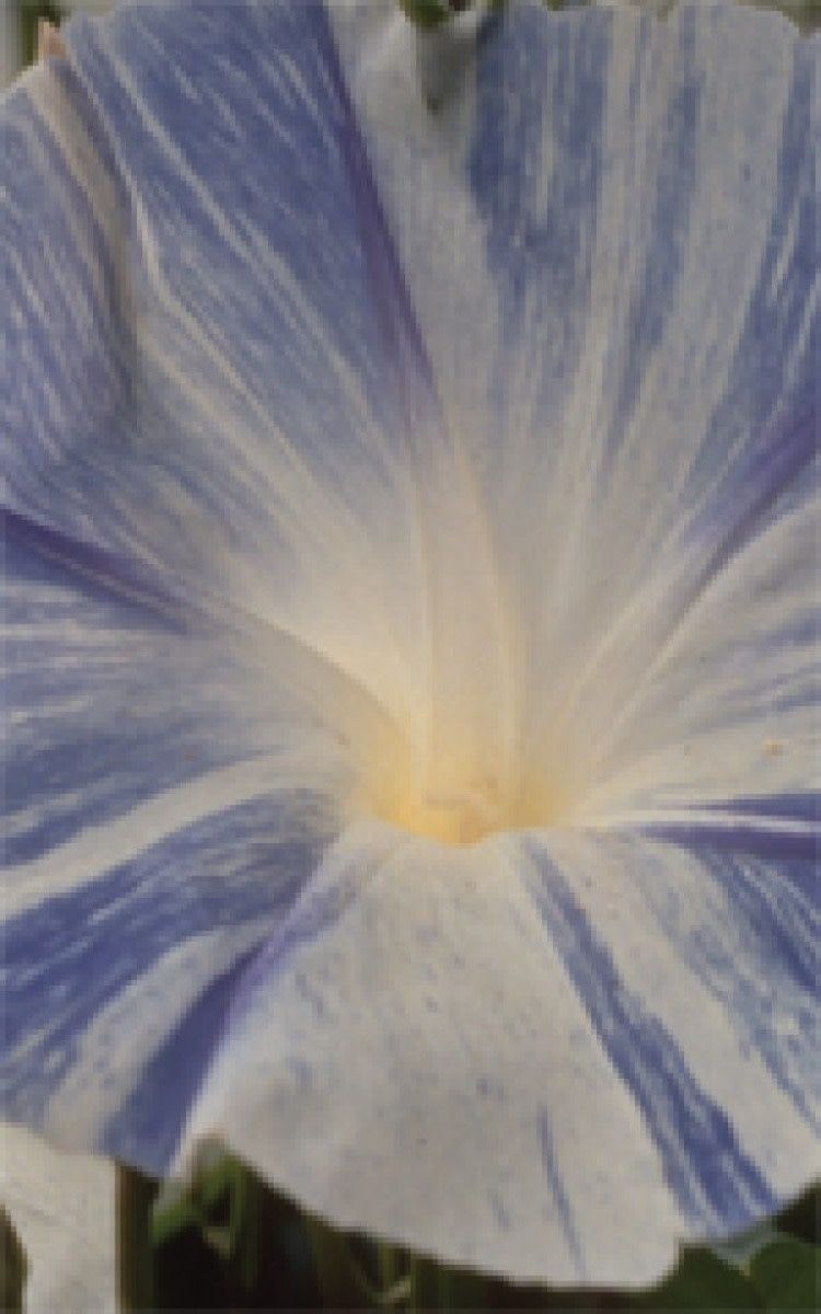 Flying Saucers Morning Glory Seeds 5740