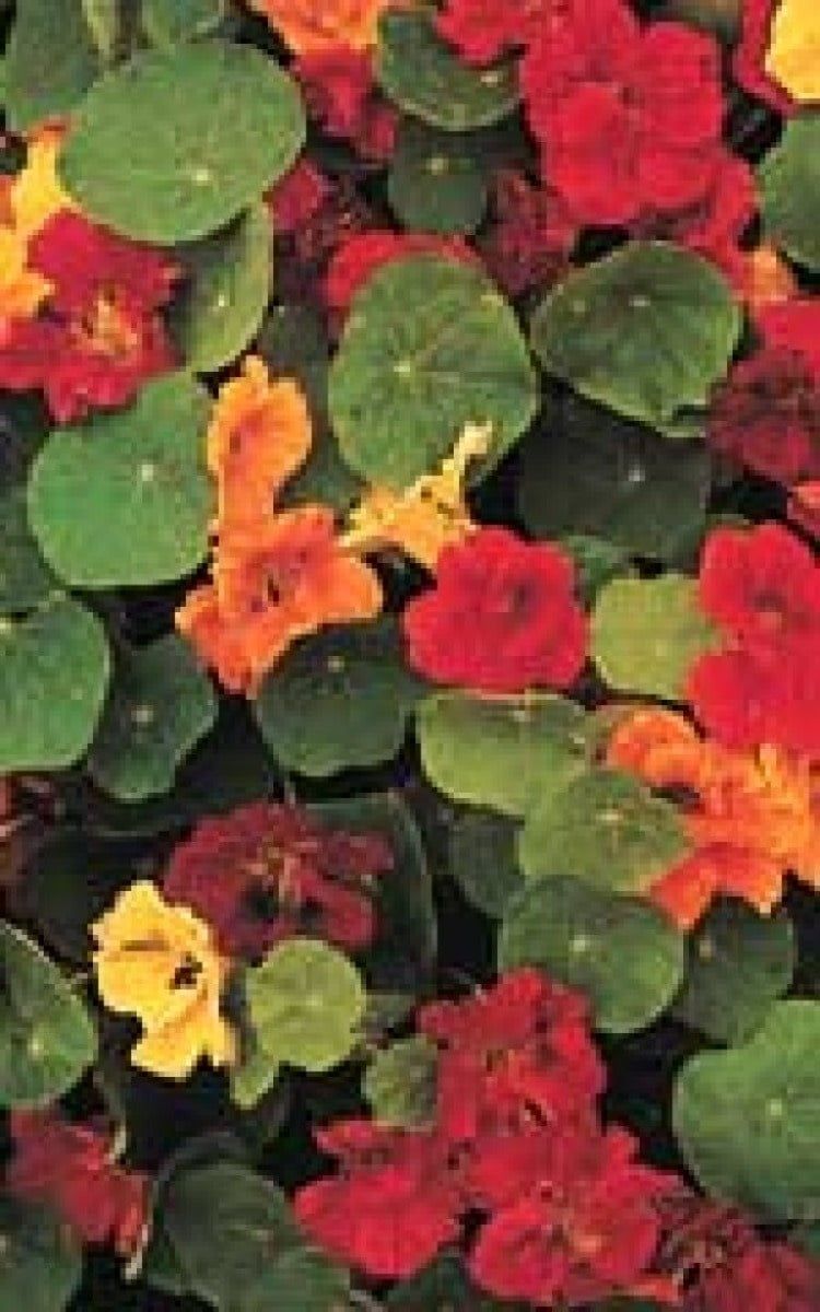 Dwarf Jewel Mixed Nasturtium Seeds 5780