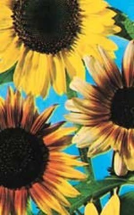 Colour Fashion Mixed Sunflower Seeds 6125