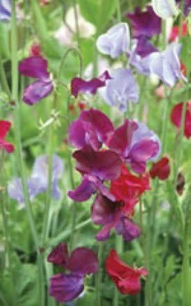 Bijou Mixed Sweet Peas Seeds (Bush Type) 6225