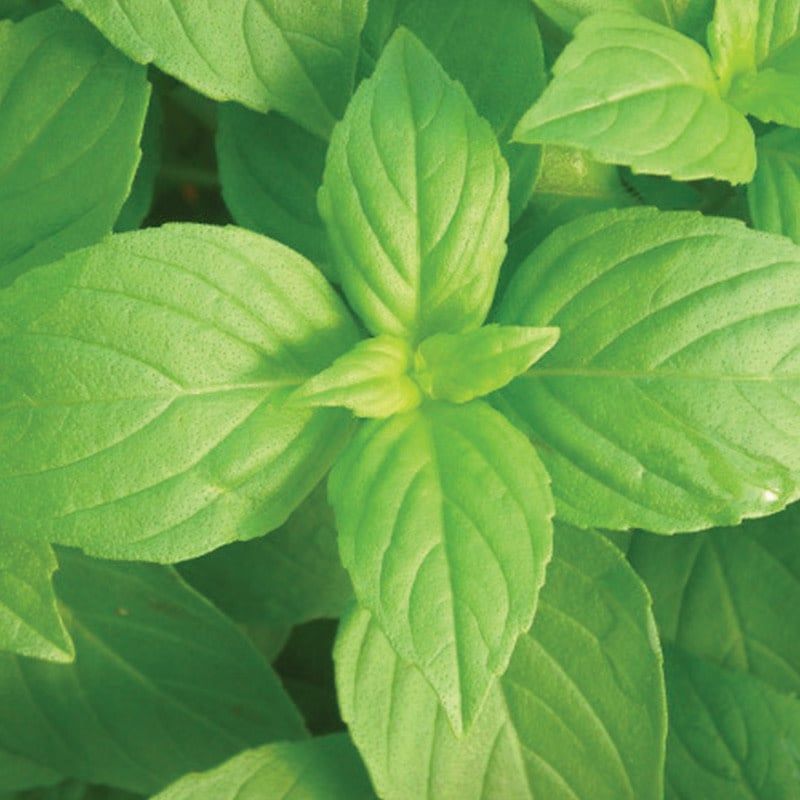 Basil - Lemon 4&quot;
