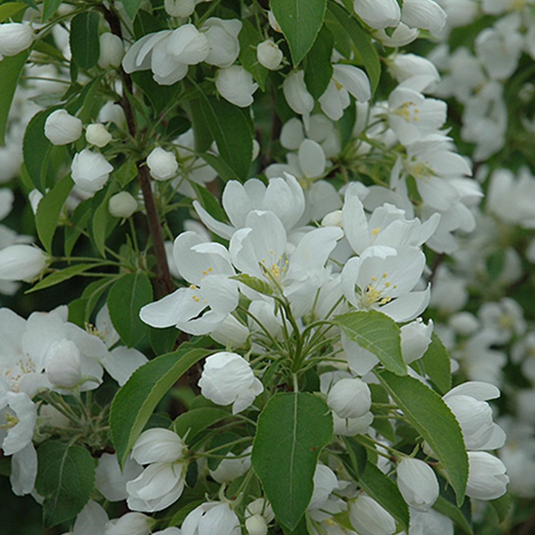 Crabapple - Spring Snow - #10