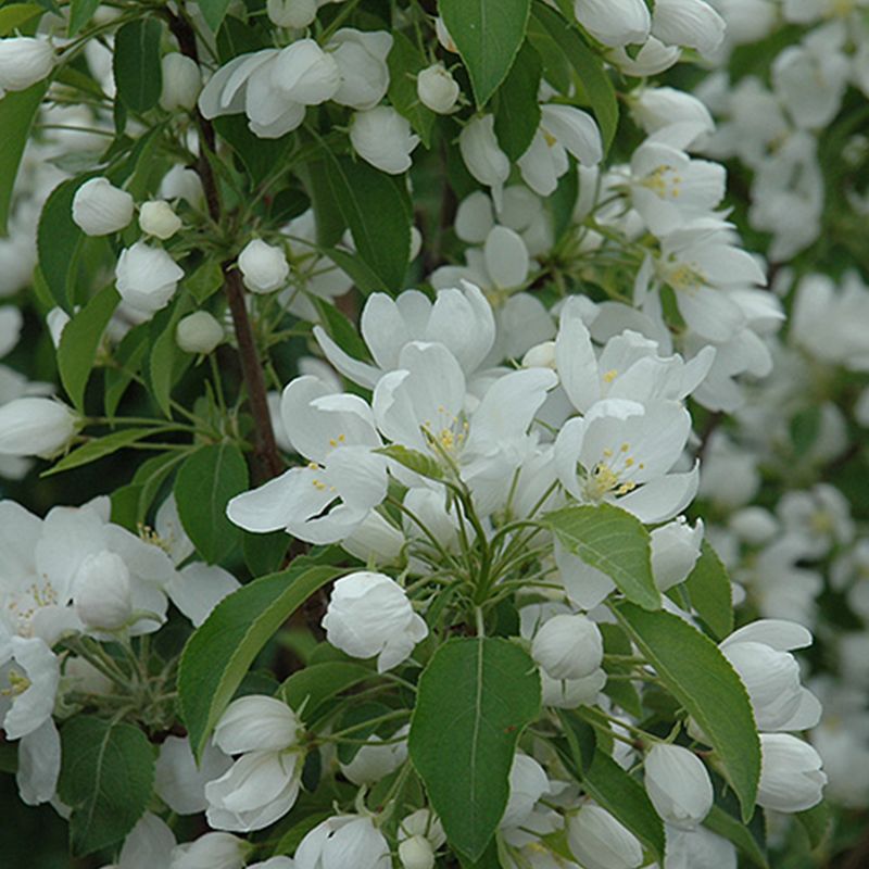 Crabapple - Spring Snow - #10