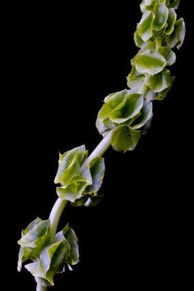 Green Bells of Ireland Seeds 5065