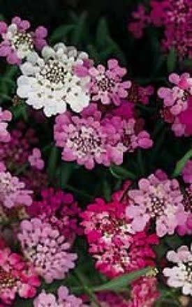 Fairy Mixed Candytuft Seeds 5105