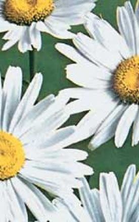 Shasta Daisy Seeds -Leucanthemum Max 6625