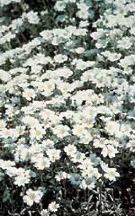 Snow-In-Summer Cerastium Seeds 6345