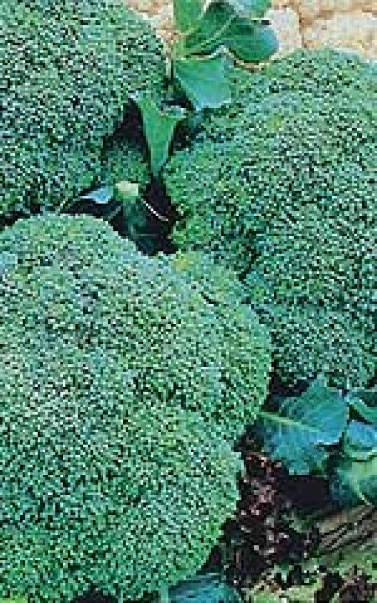 Green Sprouting Broccoli Seeds (Italian Type) 1280