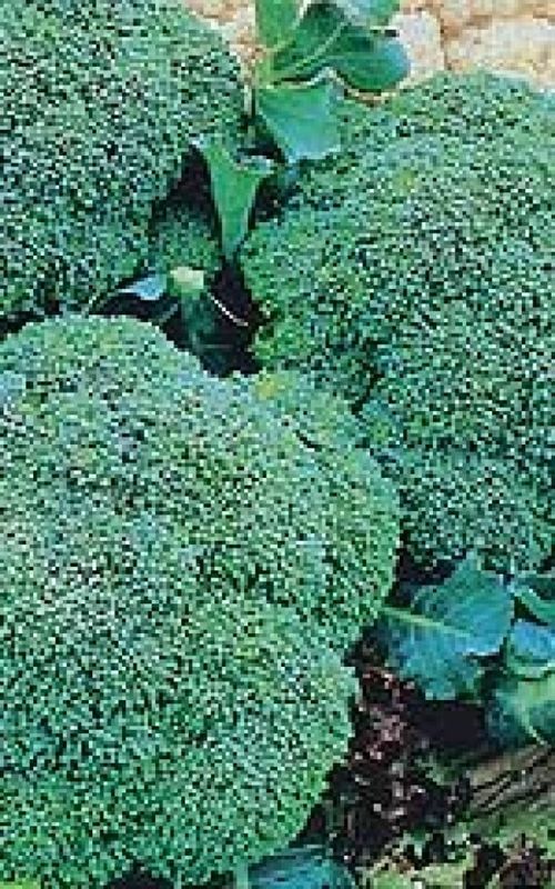 Green Sprouting Broccoli Seeds (Italian Type) 1280