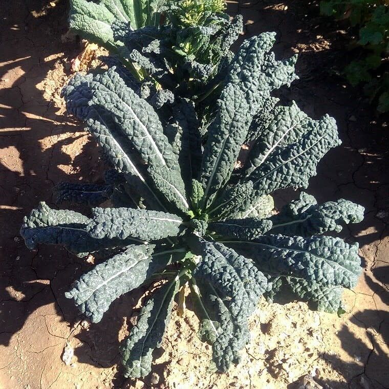 Lacinato Kale Seeds 1702