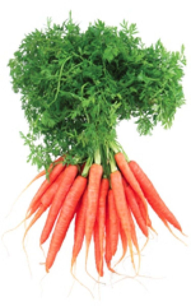 Baby Finger Carrot Seeds 1355