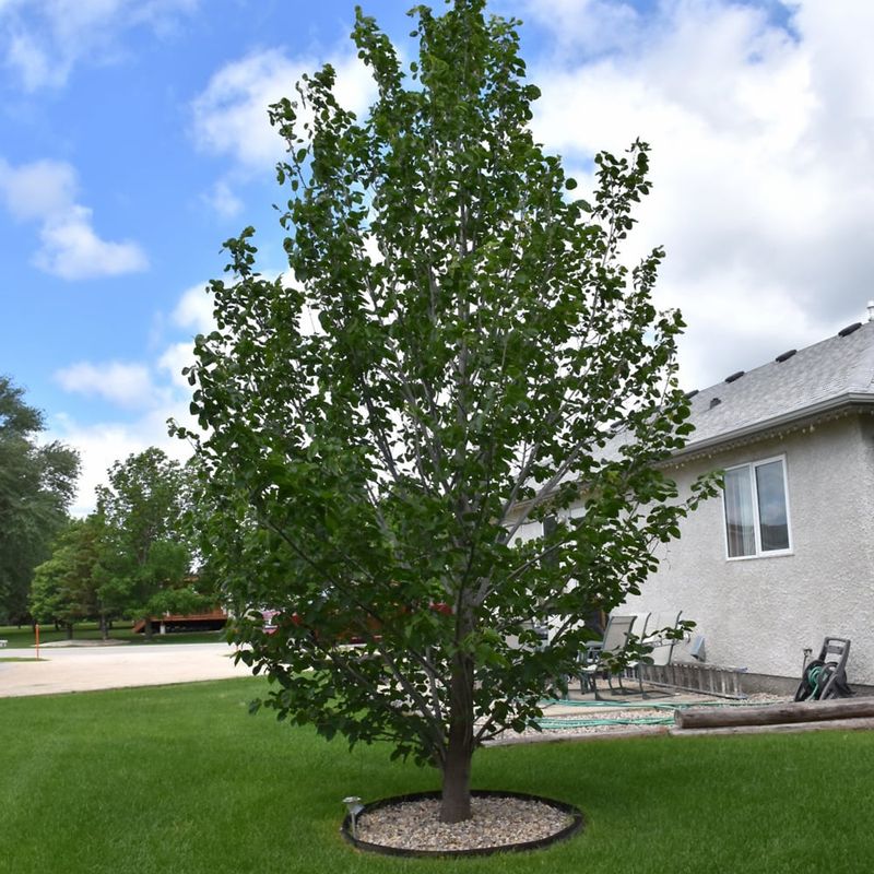 Linden - True North American - #10