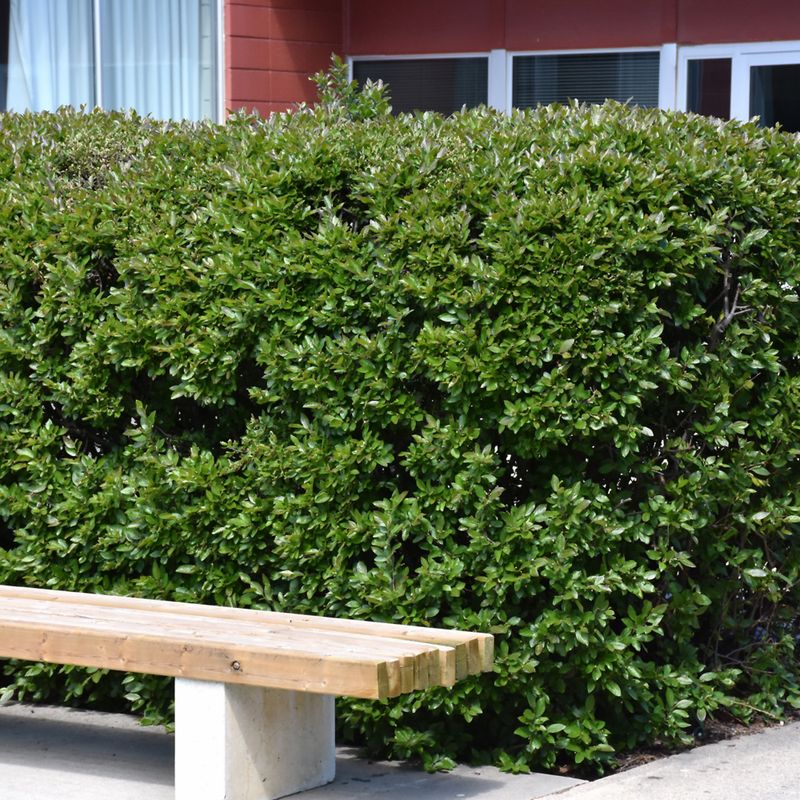 Cotoneaster - Hedge - #1- NO WARRANTY