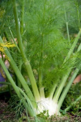 Florence Fennel Seeds 3055