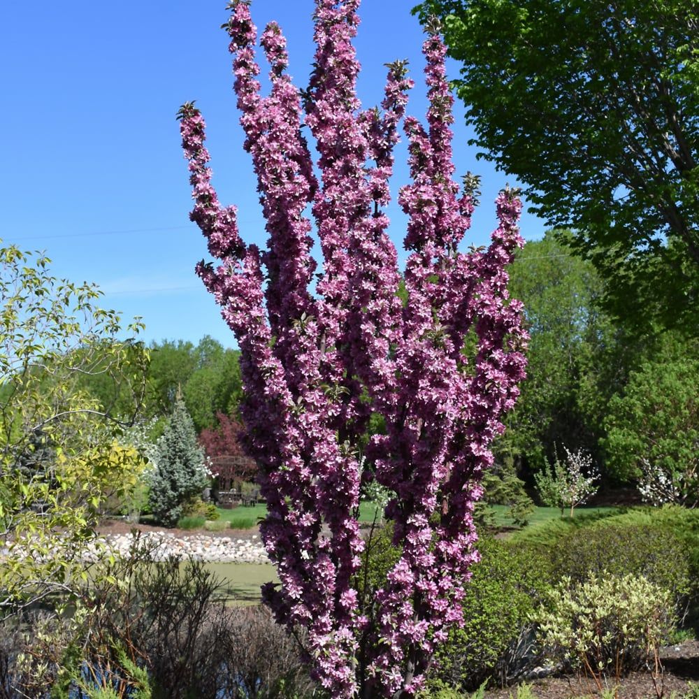 Crabapple - Columnar Purple Spire - #5 Crabapple - Columnar Purple Spire - #5