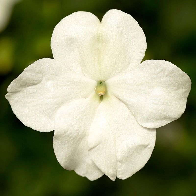 White Imara Impatiens XDR 5475 White Imara Impatiens XDR 5475