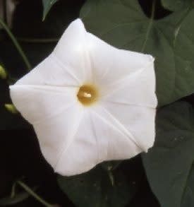 Pearly Gates Morning Glory Seeds 5775