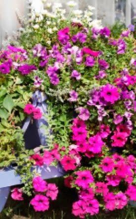 Mixed Grandiflora Petunia Seeds (Super Cascade Series) 5920