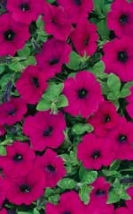 Purple Wave Petunia Seeds (Ground Cover Type) 5985