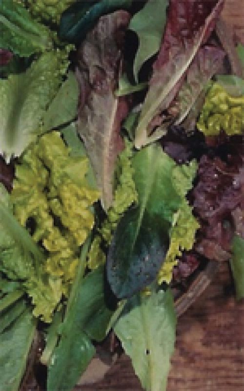 Baby Leaf Blend Lettuce Seeds (Leaf Type) 1715