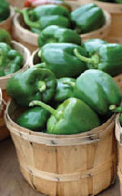 Early Calwonder Pepper Seeds (Bell Type) 1945