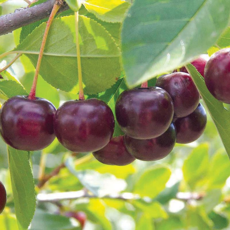Cherry - Romeo - TF #5