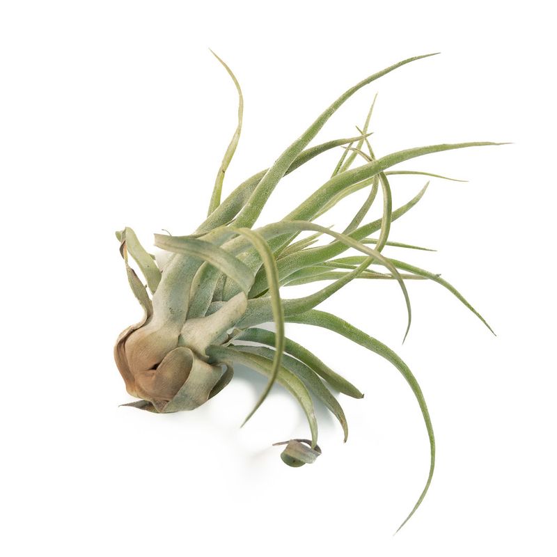 Tillandsia  - Large AP2210