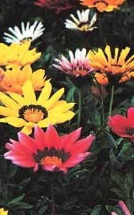 Sunshine Hybrids Mixed Gazania Seeds 5250