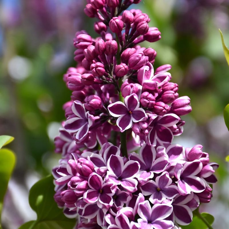 Lilac - French Sensation - #2