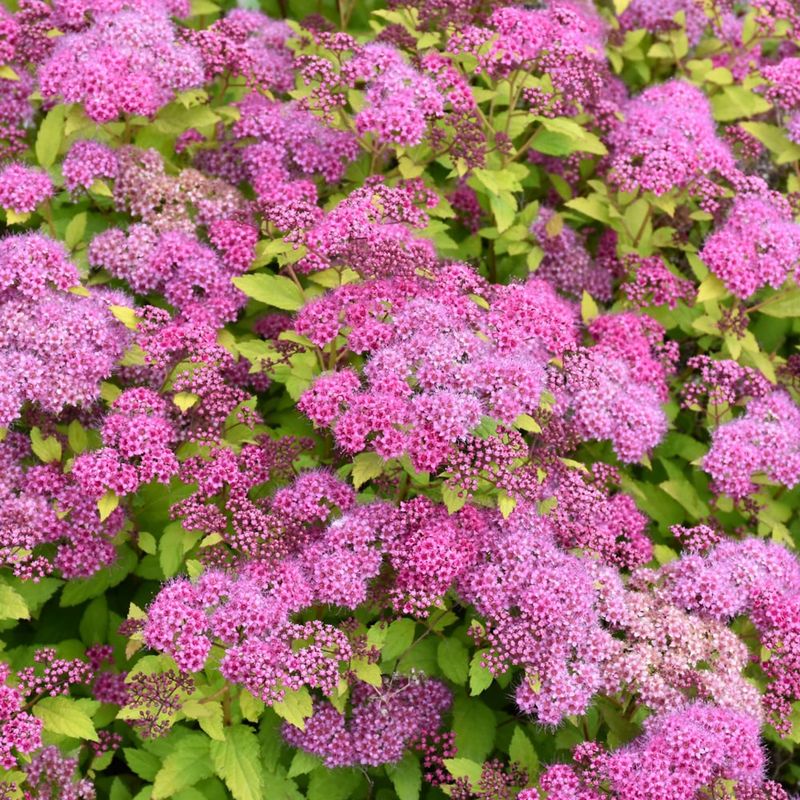 Spirea - Magic Carpet - #2