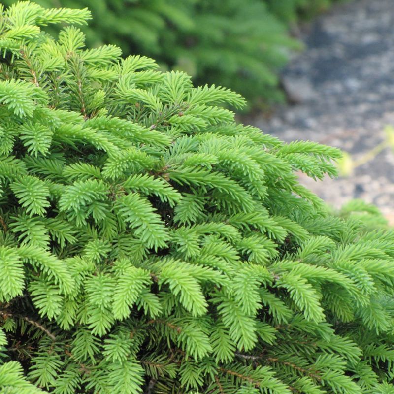 Spruce - Picea Nest - #2