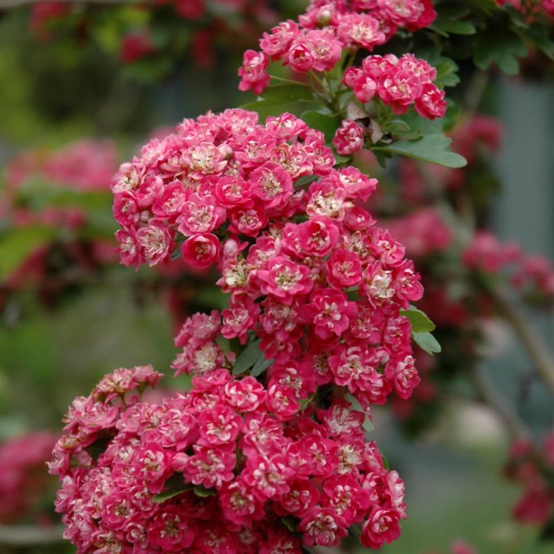 Hawthorn - Toba - #7