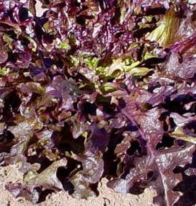 Red Oakleaf Lettuce Seeds (Leaf Type) 1726