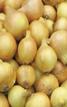 Sweet Spanish Utah Onion Seeds (Large Globe Type) 1860