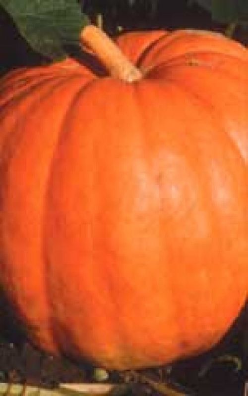 Big Max Pumpkin Seeds 2045