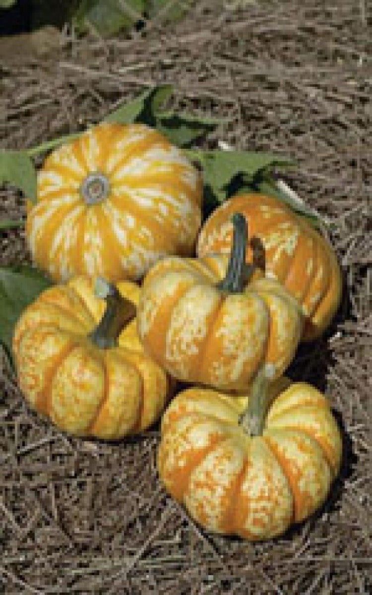 Hooligan Hybrid Miniature Pumpkin Seeds 2025