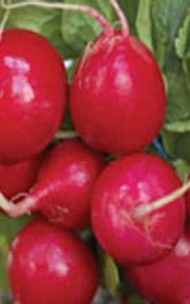 Early Scarlet Globe Radish Seeds (Summer Type) 2090