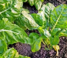 Perpetual Spinach Swiss Chard Seeds 2202