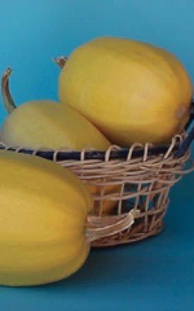 Spaghetti Squash Seeds (Summer Type) 2230