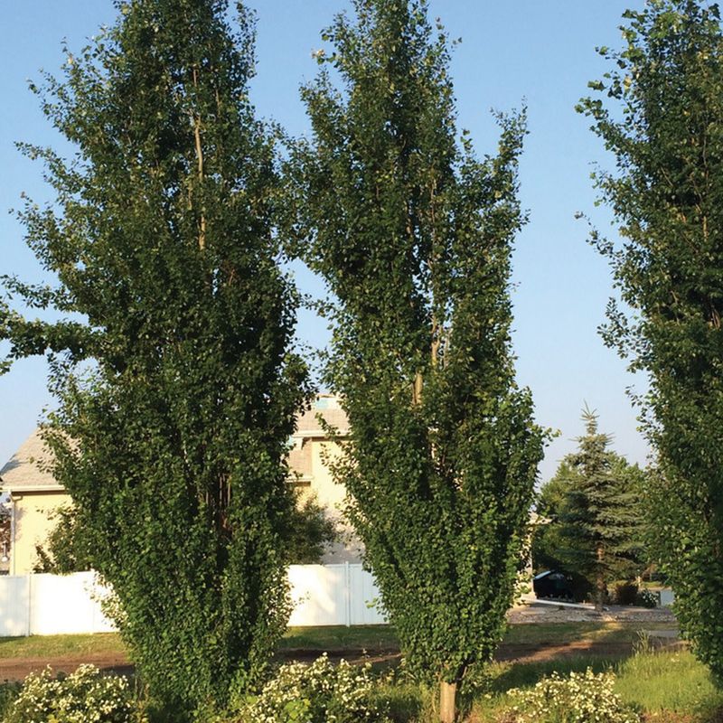 Poplar - Tower - #7
