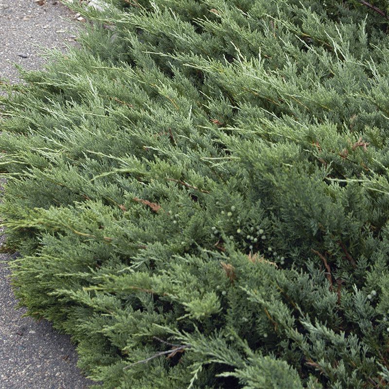 Juniper - Hughes Horizontalis - #2