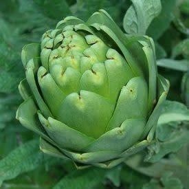 Green Globe Improved Artichoke Seeds 1105