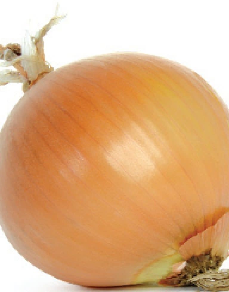 Early Yellow Globe Onion Seeds (Market Type) 1820