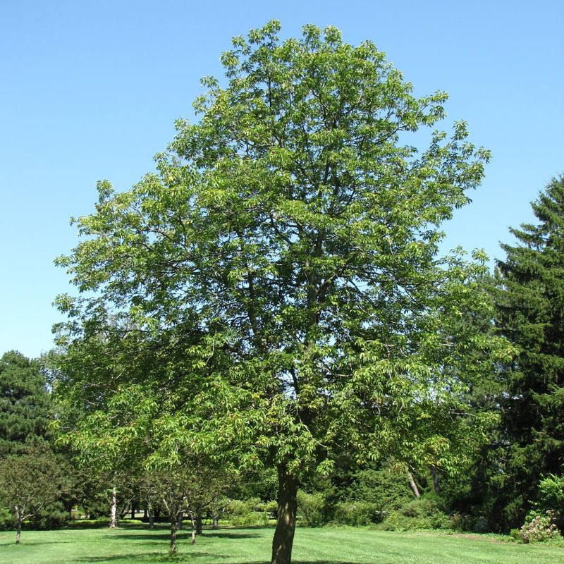 Buckeye - Ohio - #15