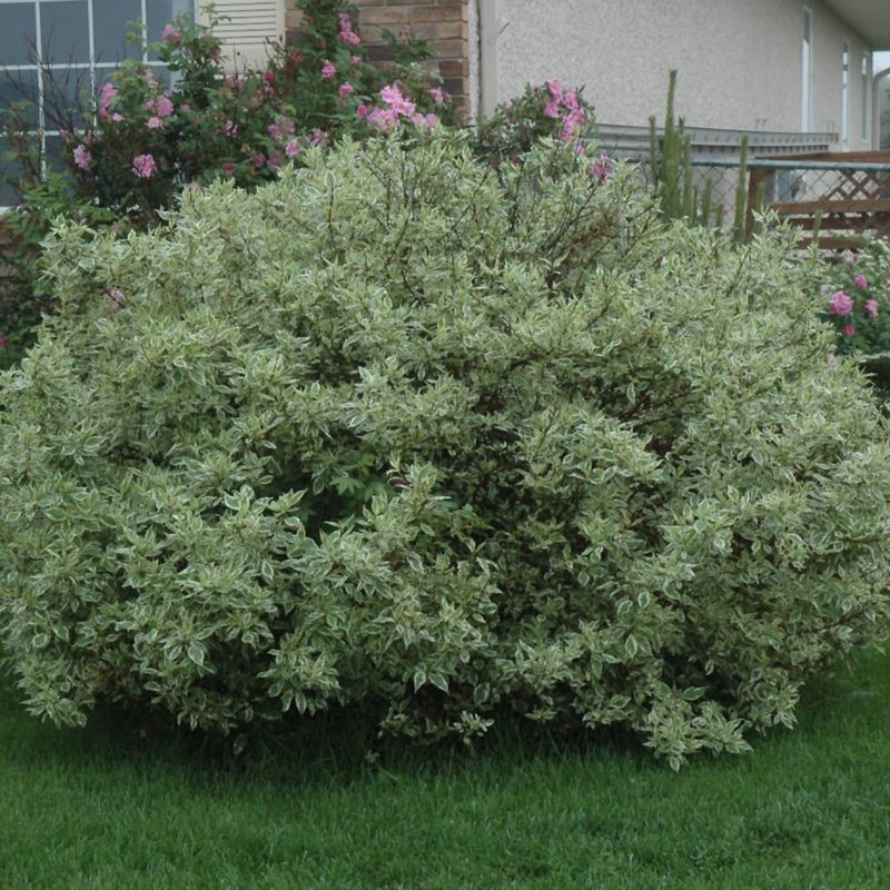 Dogwood - Ivory Halo - #2