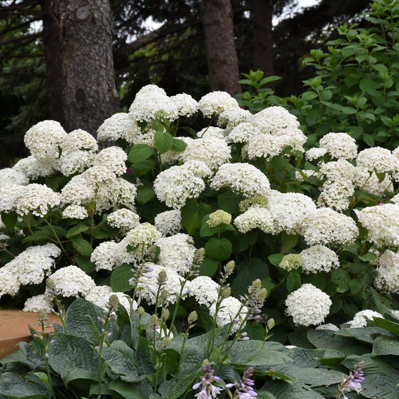 Hydrangea - Annabelle - #2