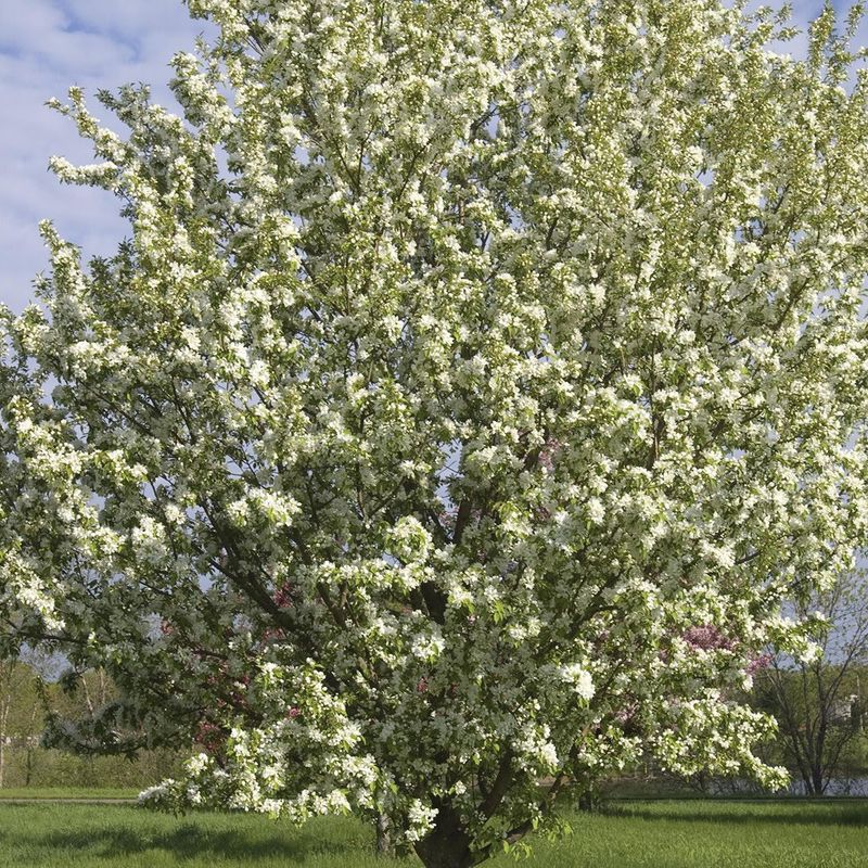 Crabapple - Spring Snow - #15