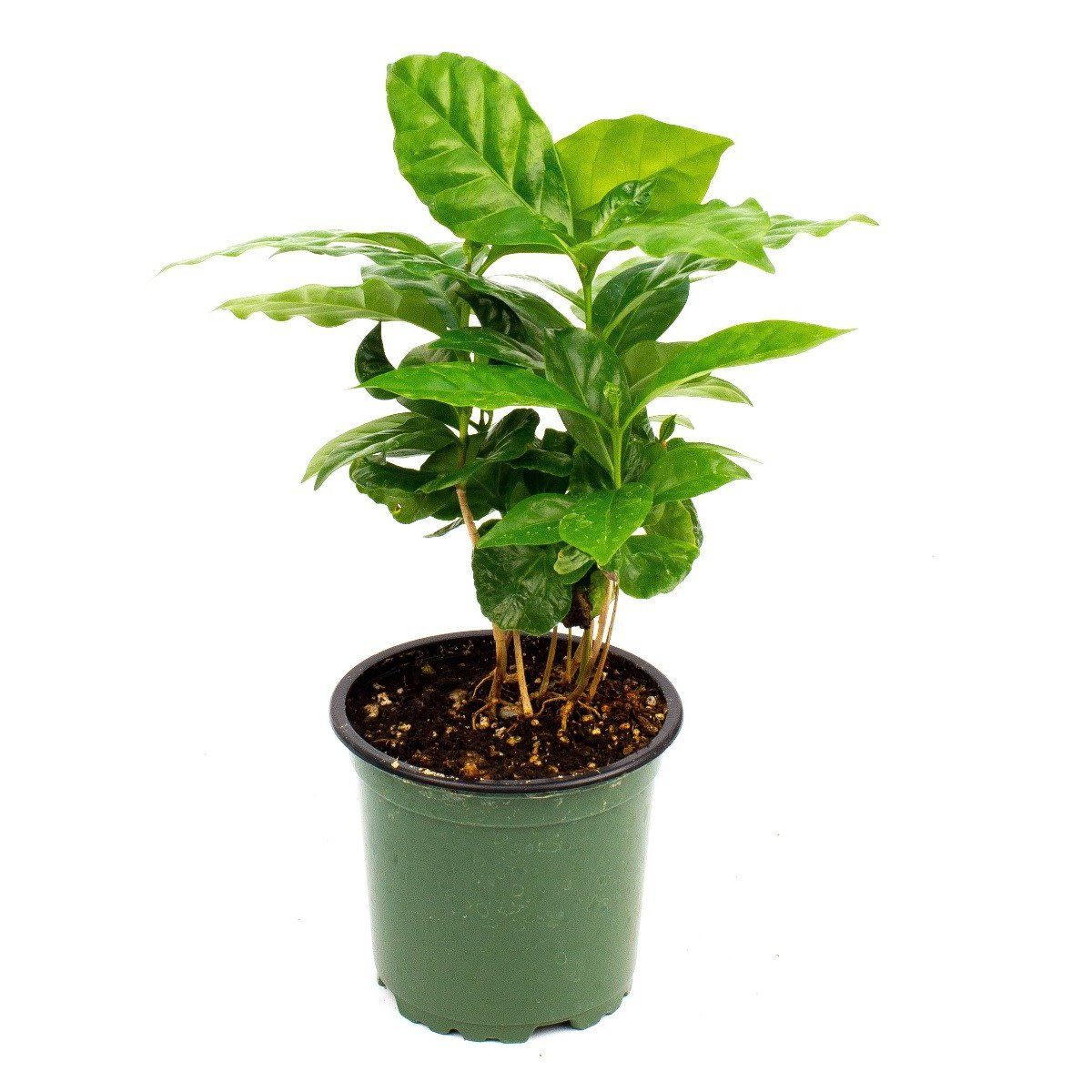 Coffee Plant - 4"