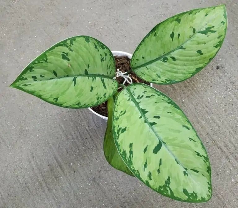 Homalomena - Selby - 6''